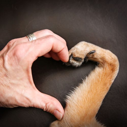 Cours pour chiens visuel coeur avec patte | Dressage Claudine Chantal