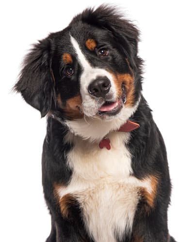 Cours pour chiens avec Bouvillier Bernois | Dressage Claudine Chantal