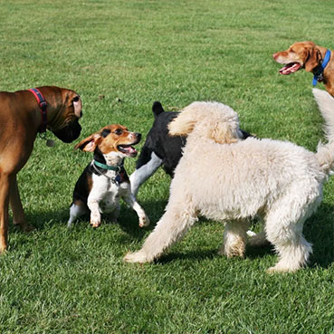 Plusieurs chien en éducation canine | Dressage Claudine Chantal